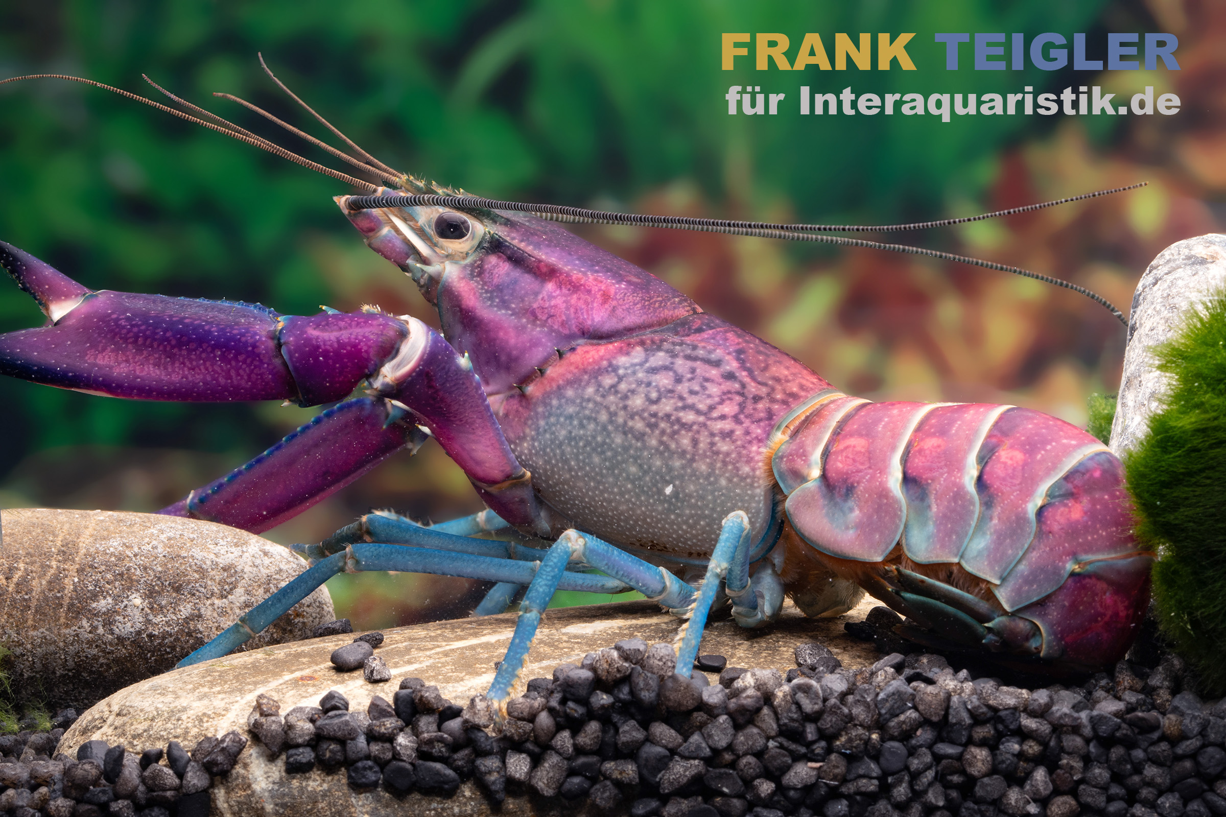 Violetter Zierkrebs mit blauen Beinen Nahaufnahme